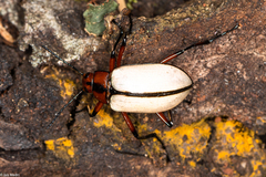 Poecilesthus suturalis