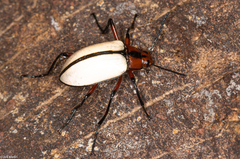 Poecilesthus suturalis