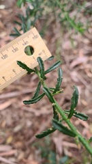 Philotheca hispidula