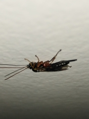 Pimpla rufipes