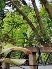 Tersina viridis