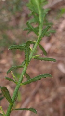 Philotheca hispidula