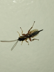 Pimpla rufipes