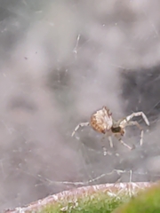Parasteatoda tepidariorum