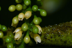 Compsoneura mexicana