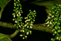 Compsoneura mexicana