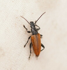 Lepturidea deplanchei