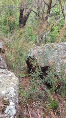 Astrotricha longifolia