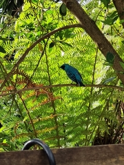 Tersina viridis
