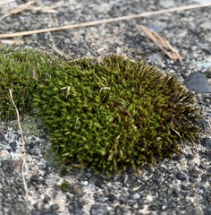 Vinealobryum vineale