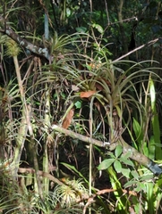 Tillandsia variabilis