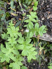 Macrachaenium gracile gracile