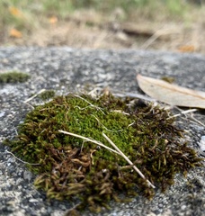 Vinealobryum vineale