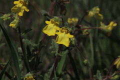 Hemimeris centrodes
