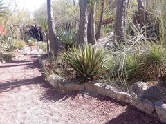 Agave karwinskii
