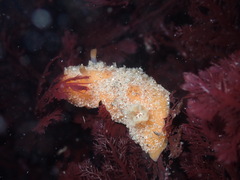 Thordisa bimaculata