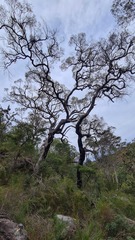 Angophora bakeri