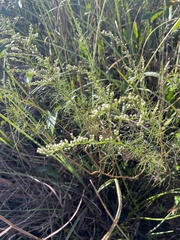 Eupatorium leptophyllum