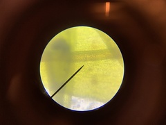 Vinealobryum vineale