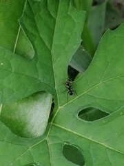 Formicinae