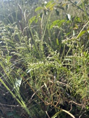 Eupatorium leptophyllum