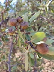 Pyrus
