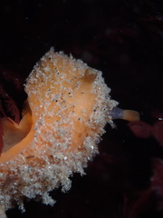 Thordisa bimaculata