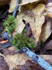 Orthotrichum columbicum