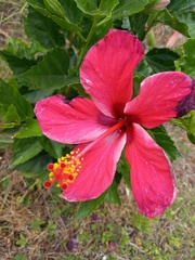 Hibiscus