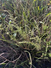 Eupatorium leptophyllum