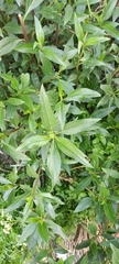 Baccharis latifolia