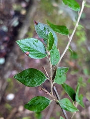 Cotoneaster simonsii