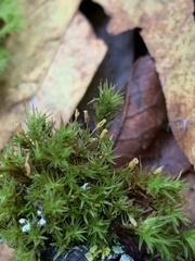Orthotrichum columbicum