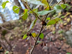 Cotoneaster simonsii