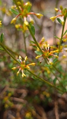 Pimelea curviflora curviflora