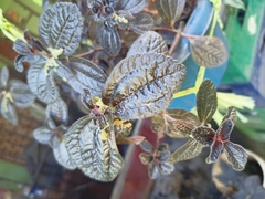 Pilea nummulariifolia