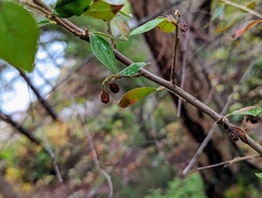Cotoneaster simonsii