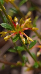 Pimelea curviflora curviflora