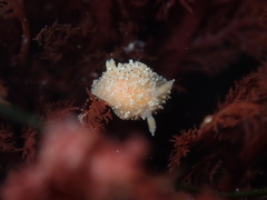 Thordisa bimaculata