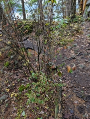 Cotoneaster simonsii