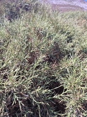 Genista acanthoclada