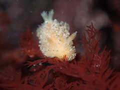 Thordisa bimaculata