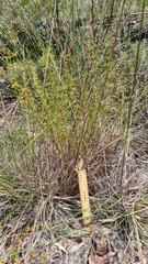 Pimelea curviflora curviflora