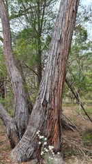Eucalyptus globoidea