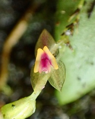 Lepanthes rupestris
