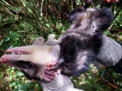 Didelphis pernigra