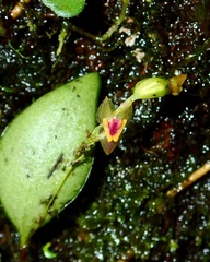 Lepanthes rupestris