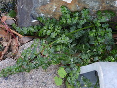 Oenanthe pimpinelloides