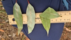 Eucalyptus globoidea