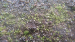 Fissidens bryoides